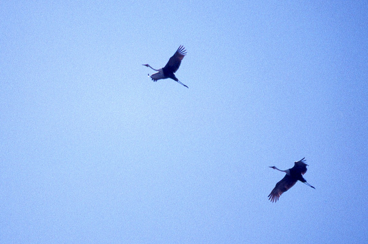 Wattled Crane - ML618474387