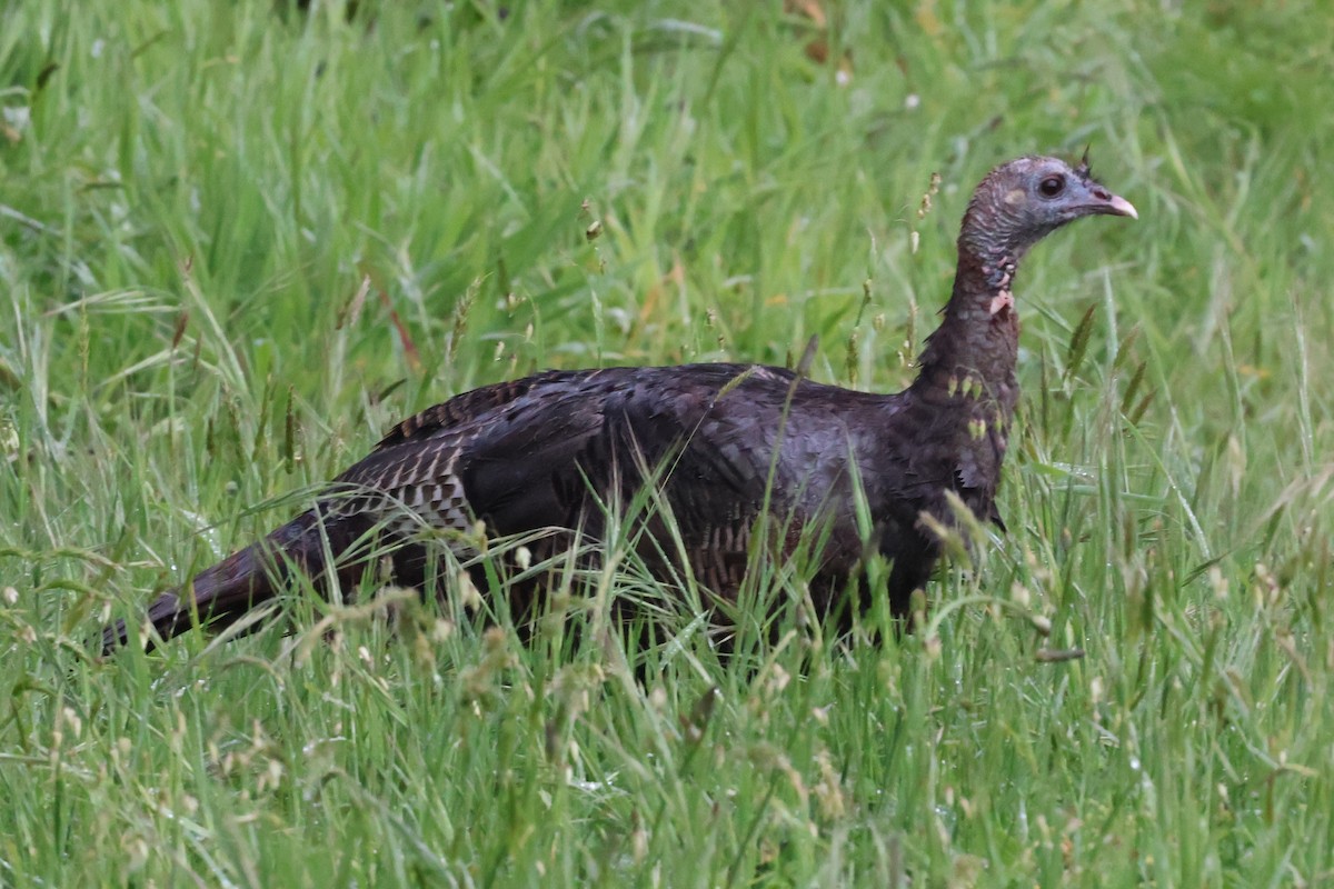 Wild Turkey - ML618474391