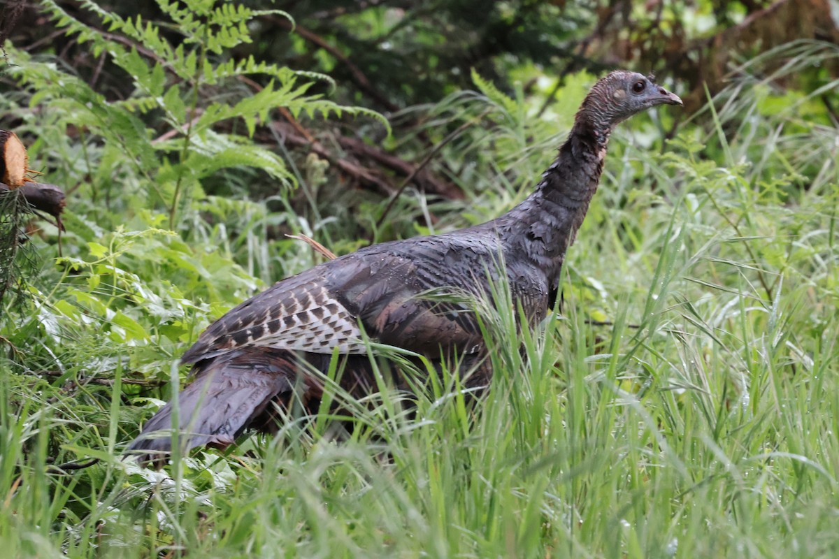 Wild Turkey - ML618474392