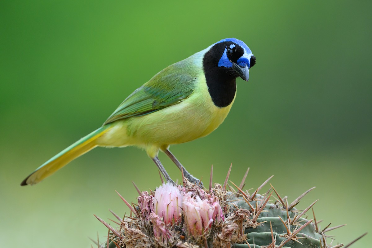 Green Jay - ML618474399