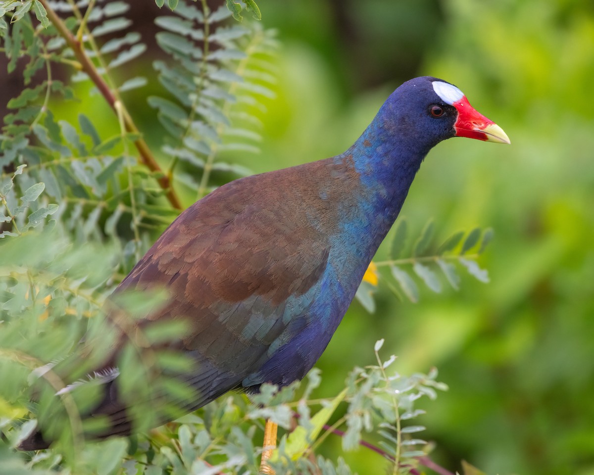 Purple Gallinule - Manuel Salgado