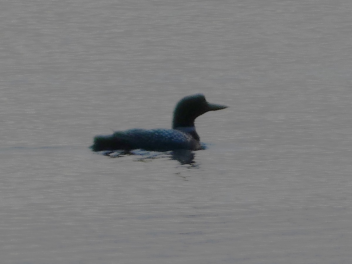 Common Loon - Garry Hayes