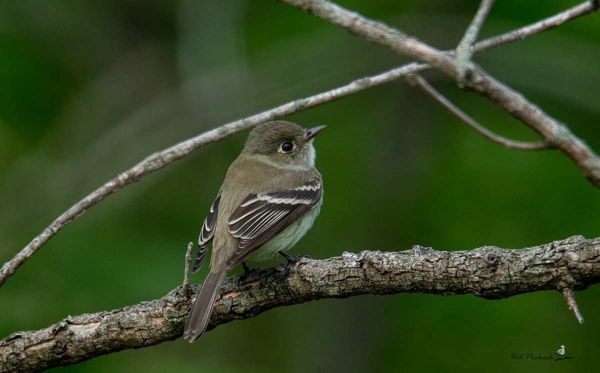 Least Flycatcher - ML618474450