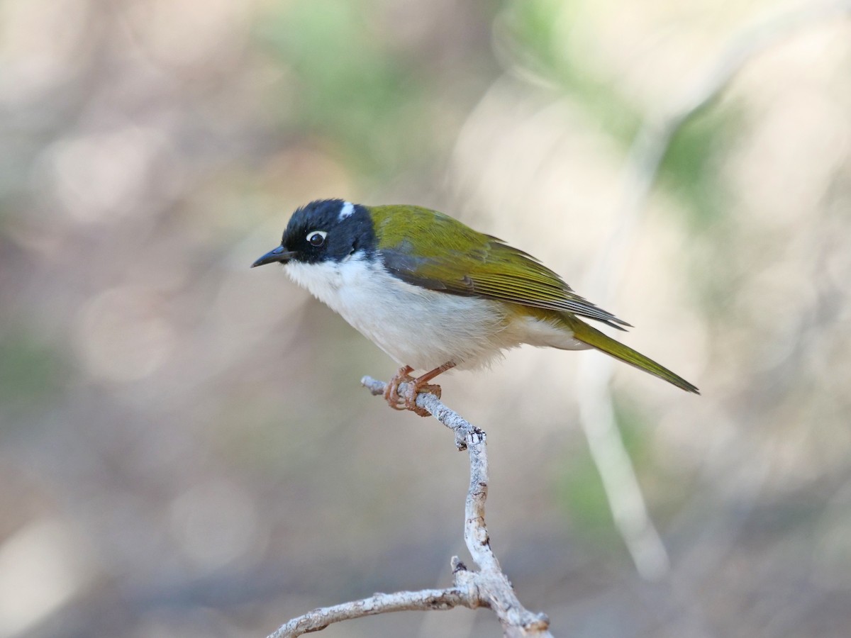 Gilbert's Honeyeater - Gerald Allen