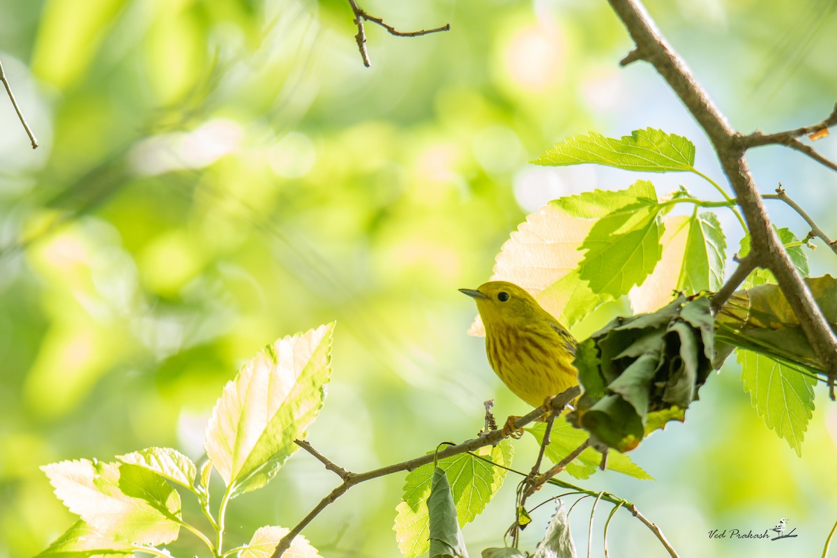 Paruline jaune - ML618474478