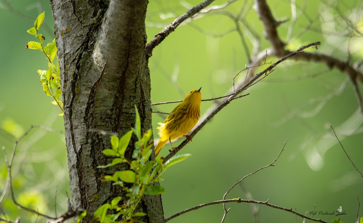 Paruline jaune - ML618474480