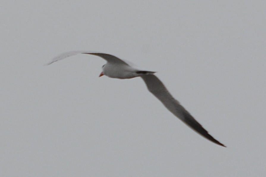 Caspian Tern - lise owens