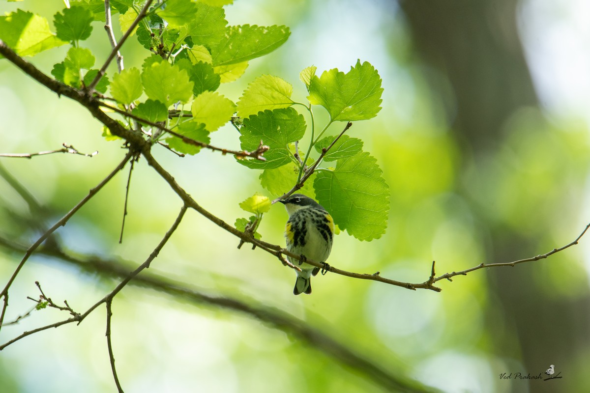 Yellow-rumped Warbler - ML618474487