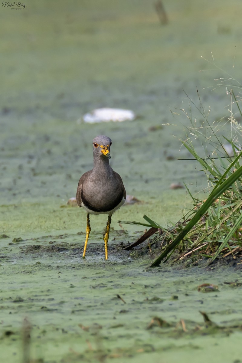 Gray-headed Lapwing - ML618474504