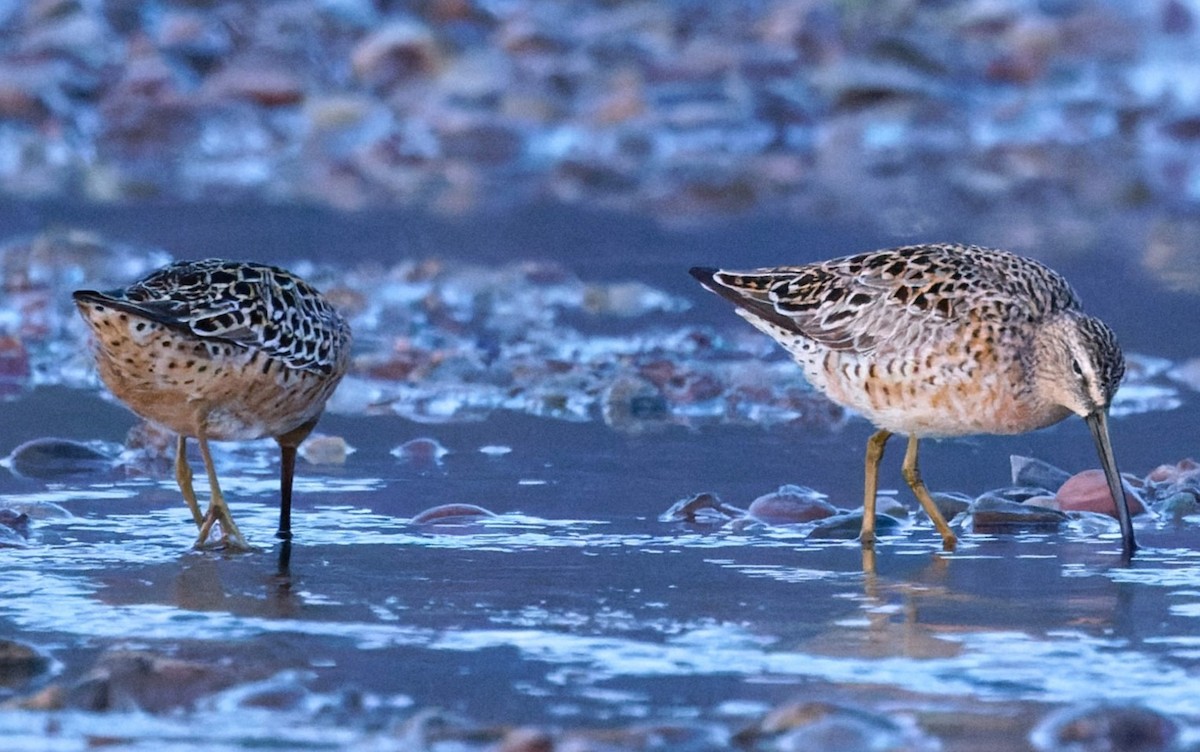 Short-billed Dowitcher (hendersoni) - ML618474514