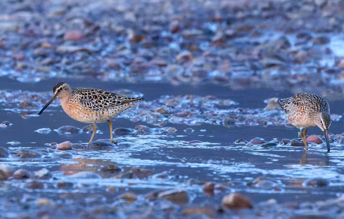 Short-billed Dowitcher (hendersoni) - ML618474515