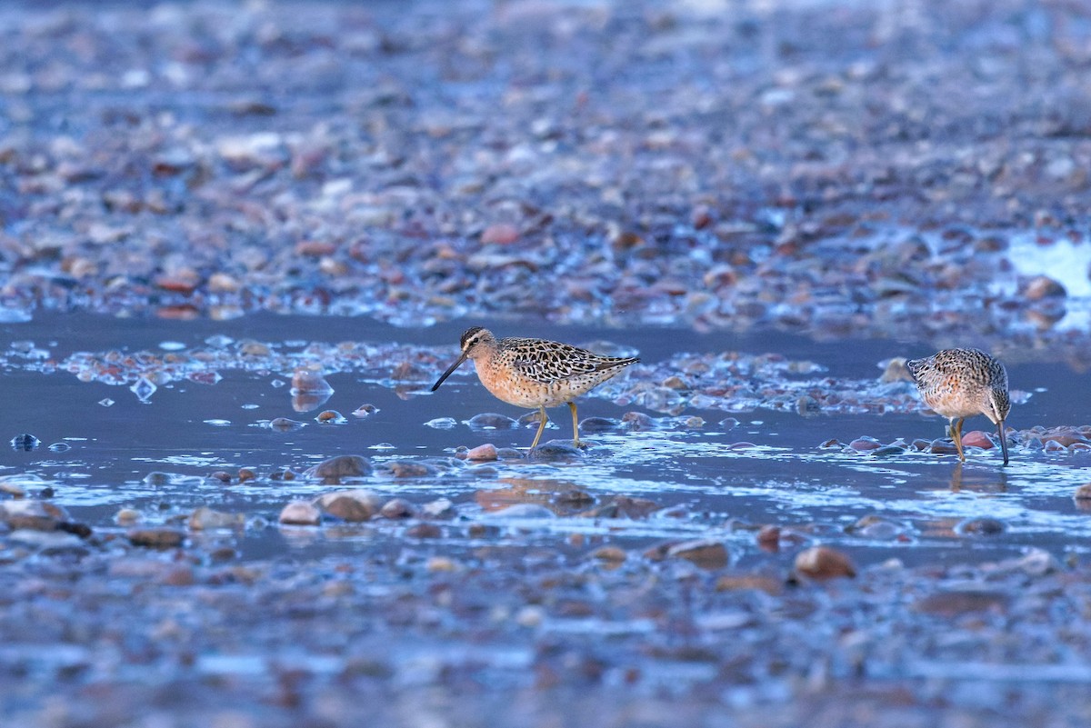 Short-billed Dowitcher (hendersoni) - Braydon Luikart