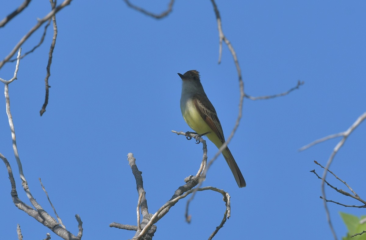 Brown-crested Flycatcher - ML618474537