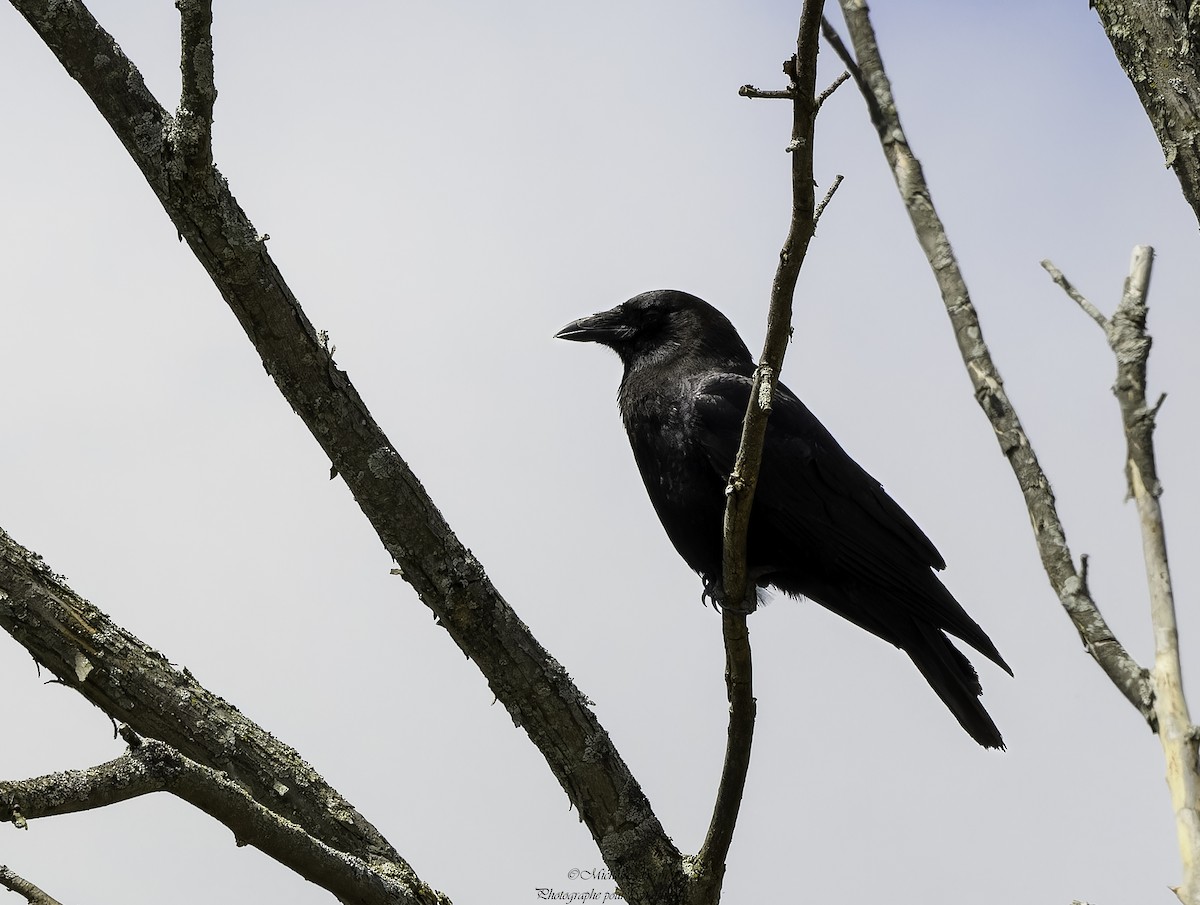 American Crow - ML618474548