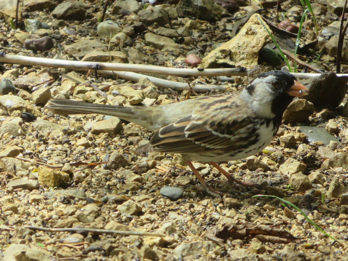 Harris's Sparrow - ML618474589