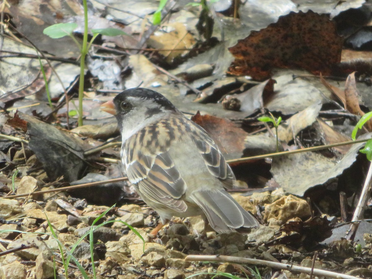 Harris's Sparrow - ML618474590