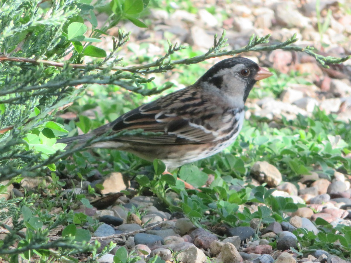 Harris's Sparrow - ML618474591