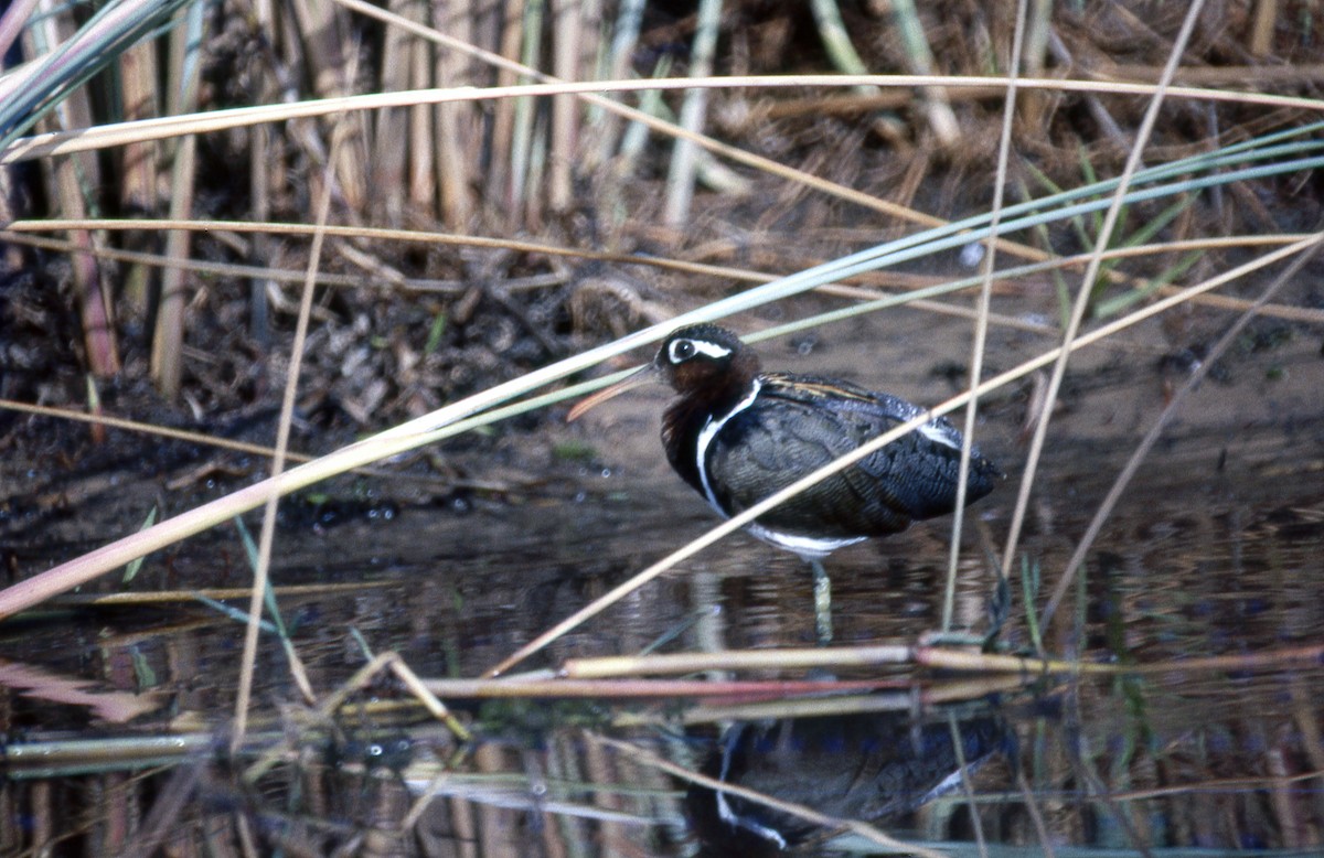 Greater Painted-Snipe - Jonathan Boucher