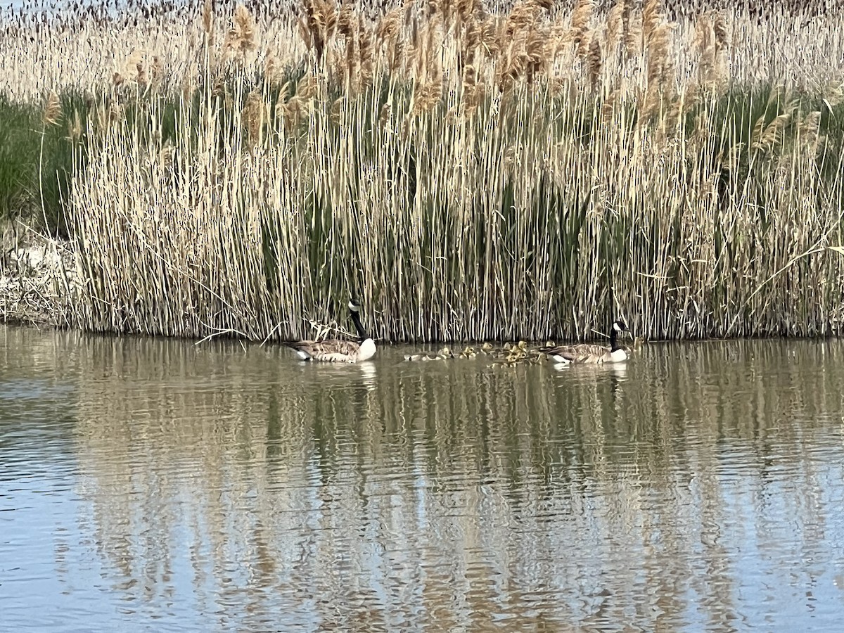 Canada Goose - Susanne Janecke