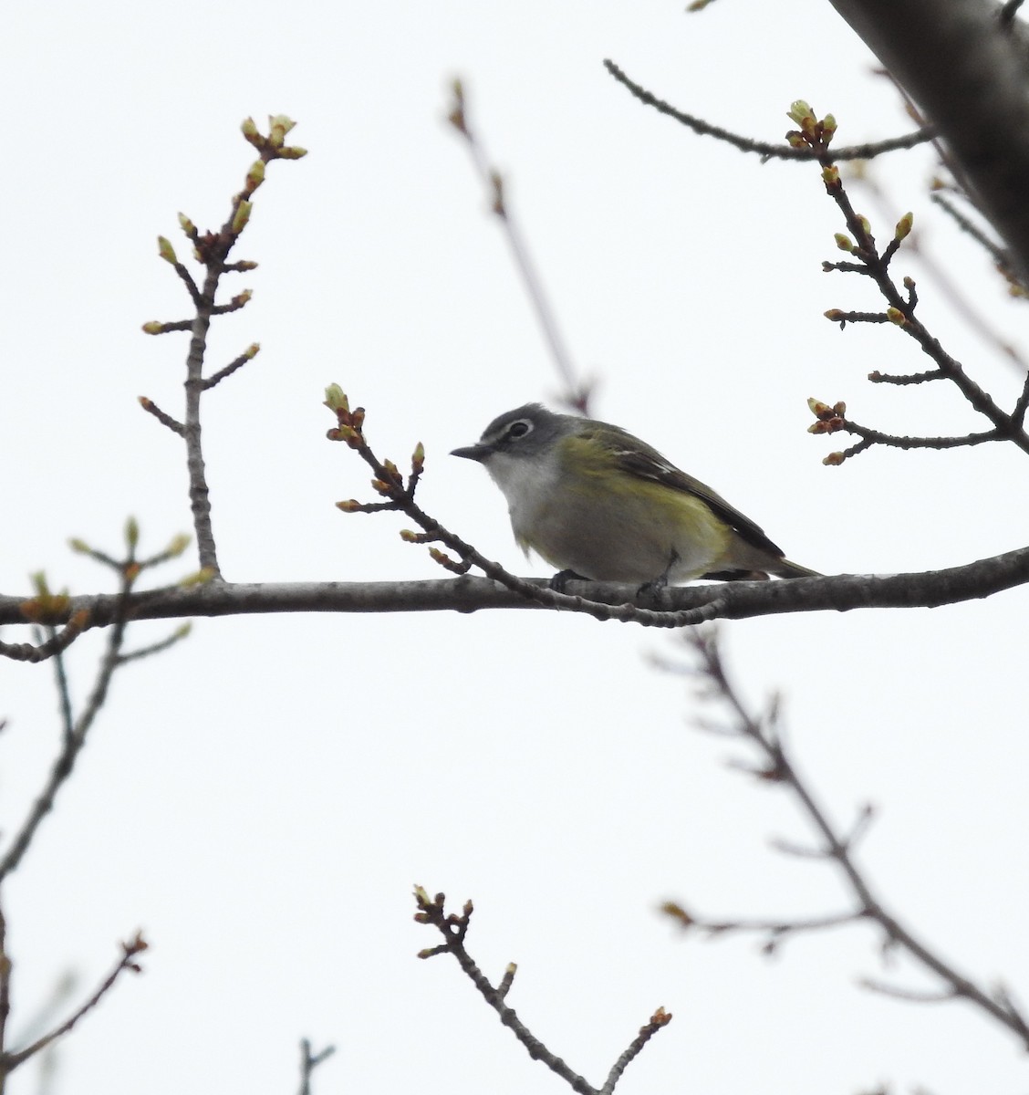 Vireo Solitario - ML618474659