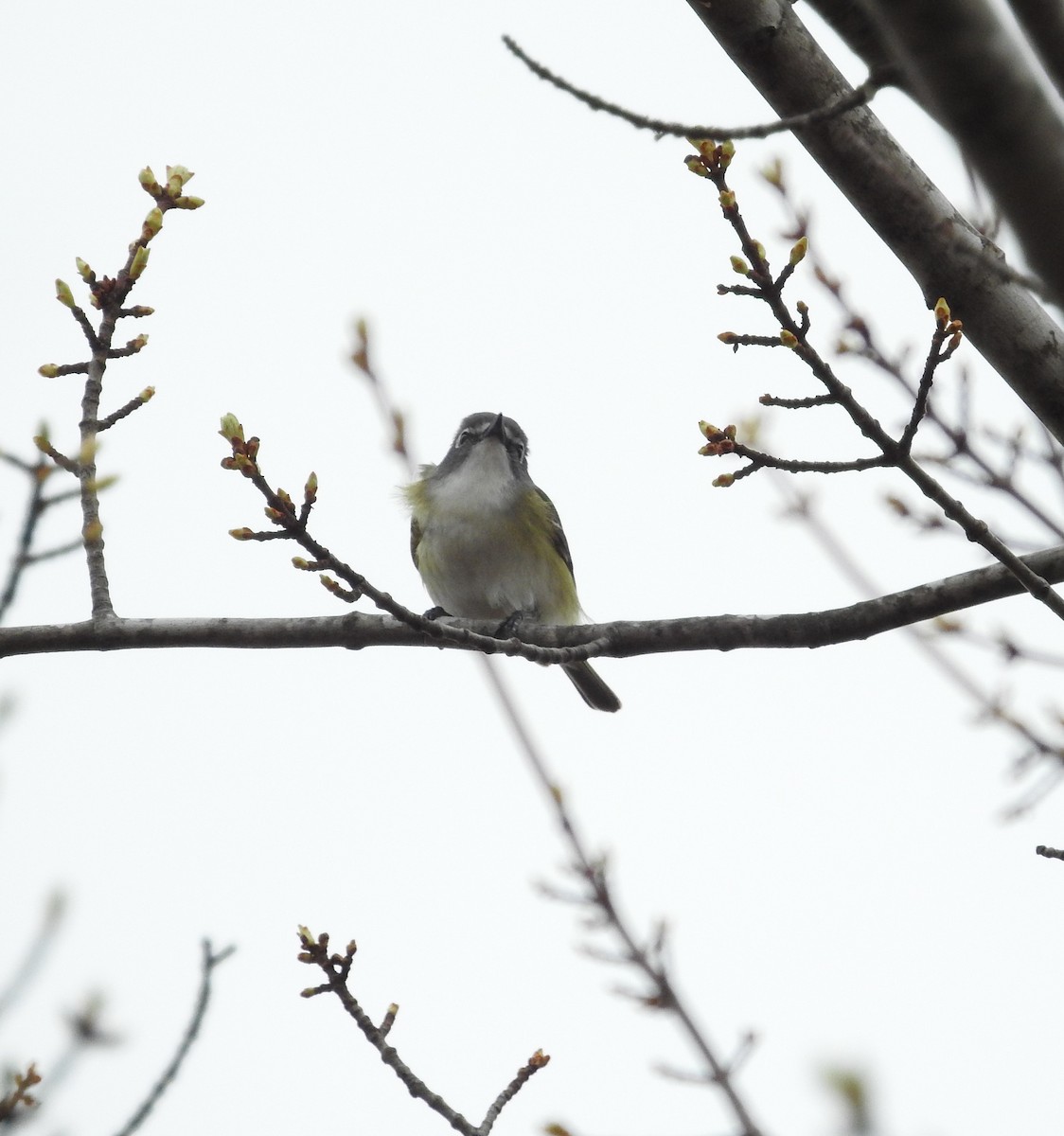 Mavi Başlı Vireo - ML618474660