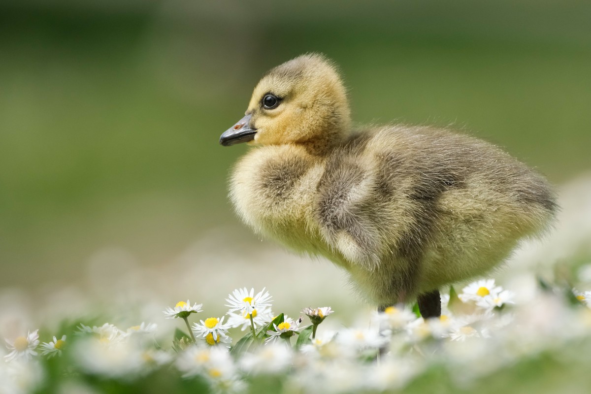 Canada Goose - Alex Leeder