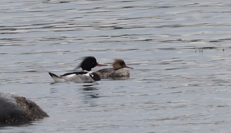 Red-breasted Merganser - royann petrell