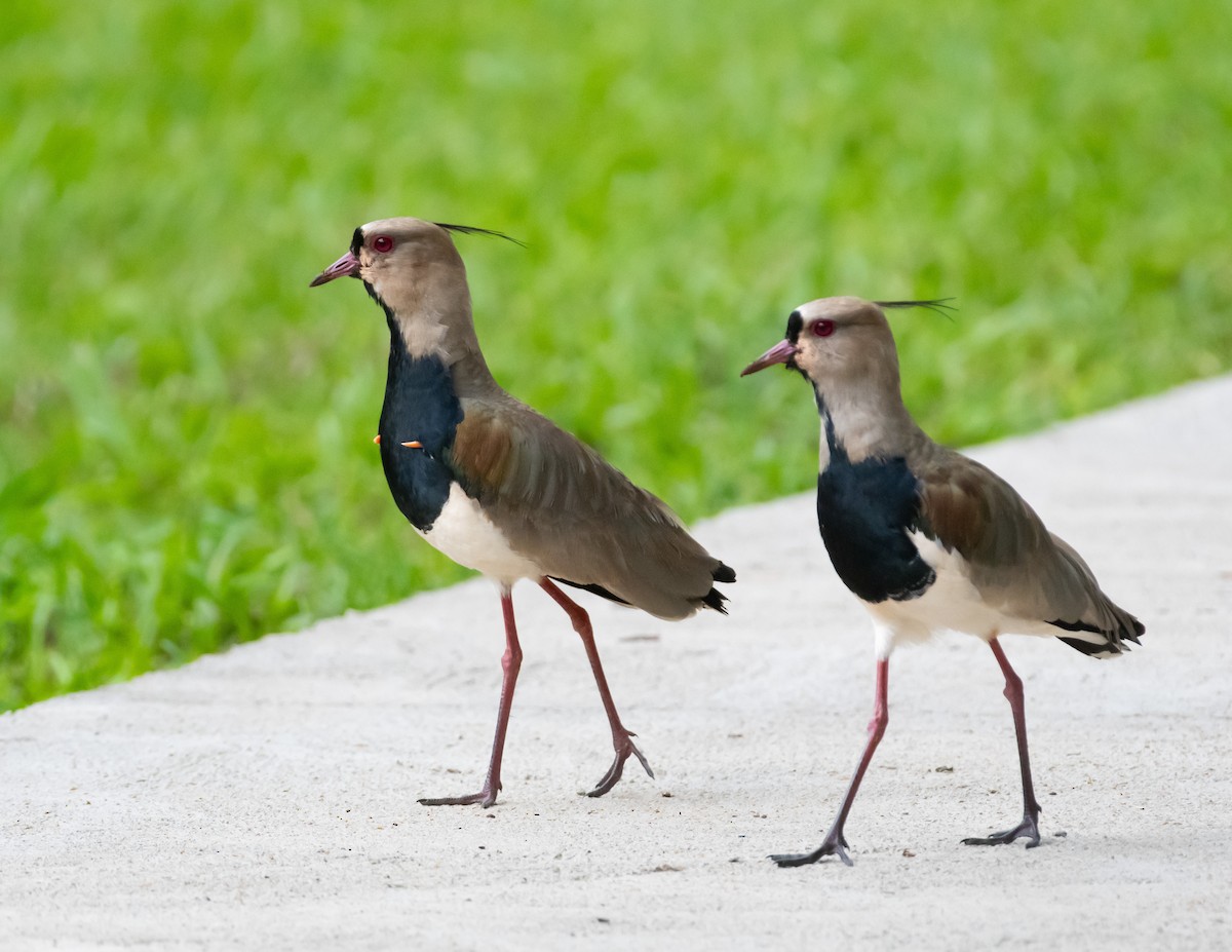 Southern Lapwing - ML618474683