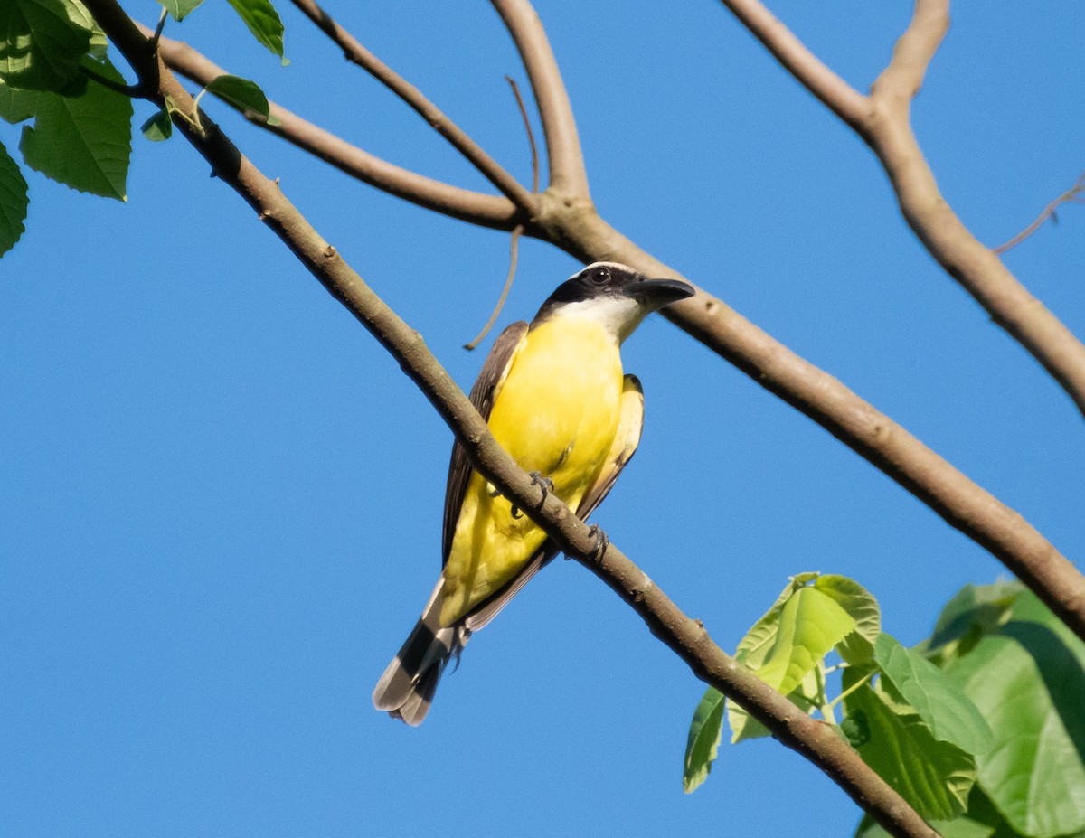 Boat-billed Flycatcher - ML618474701