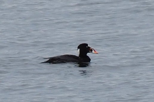 Surf Scoter - ML618474704