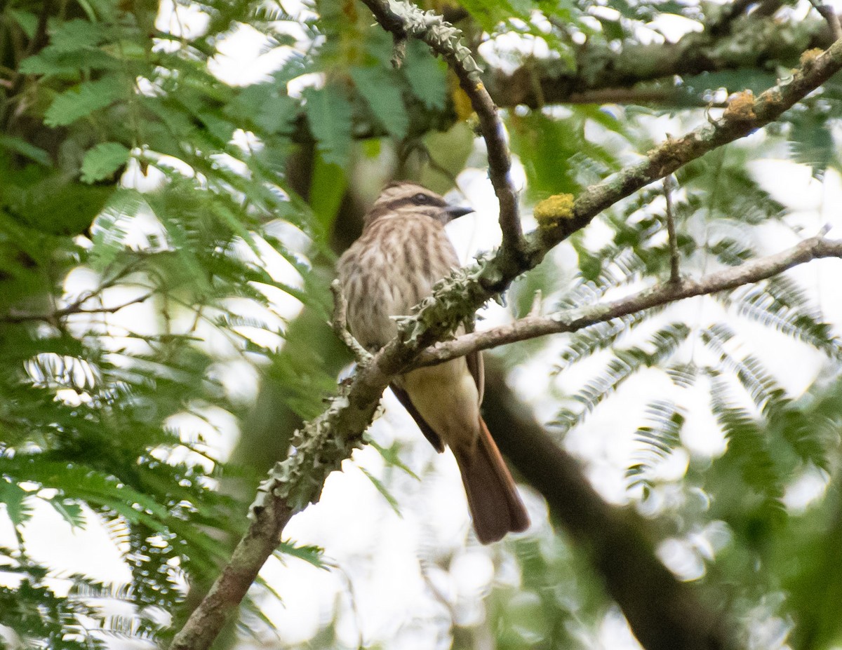 Variegated Flycatcher - ML618474714