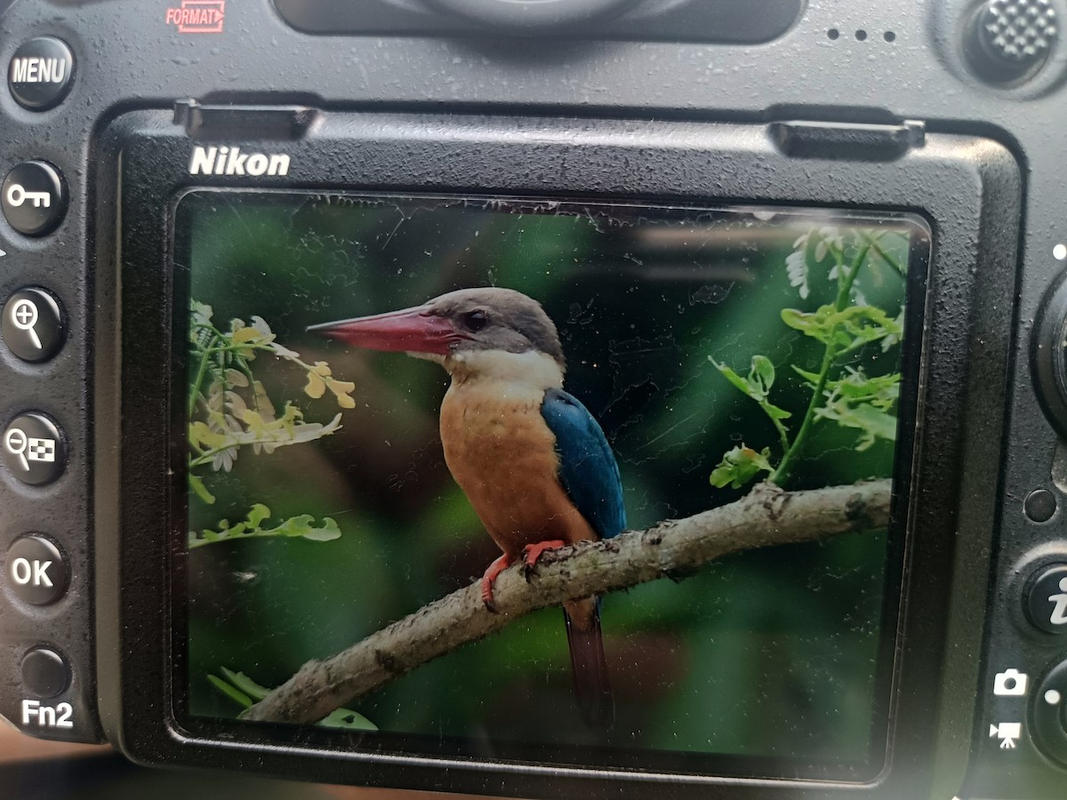 Stork-billed Kingfisher - ML618474837