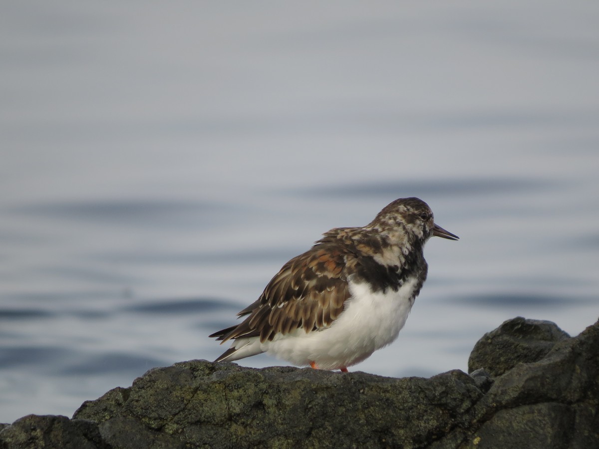 Ruddy Turnstone - ML618474838