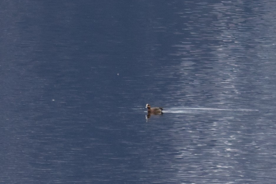 Eurasian x American Wigeon (hybrid) - ML618474871