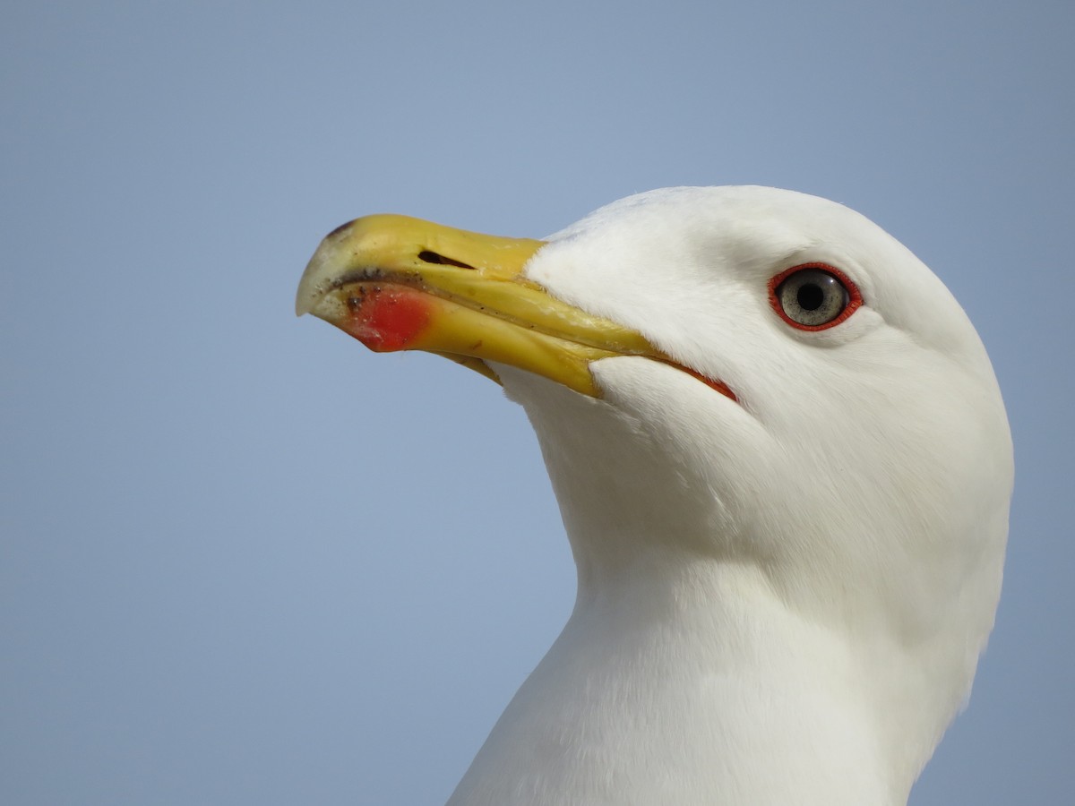 Gaviota Patiamarilla - ML618474900