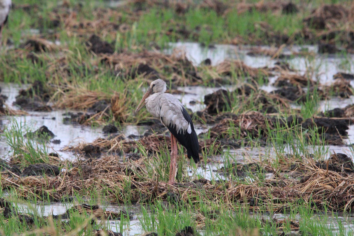 Asian Openbill - ML618474948