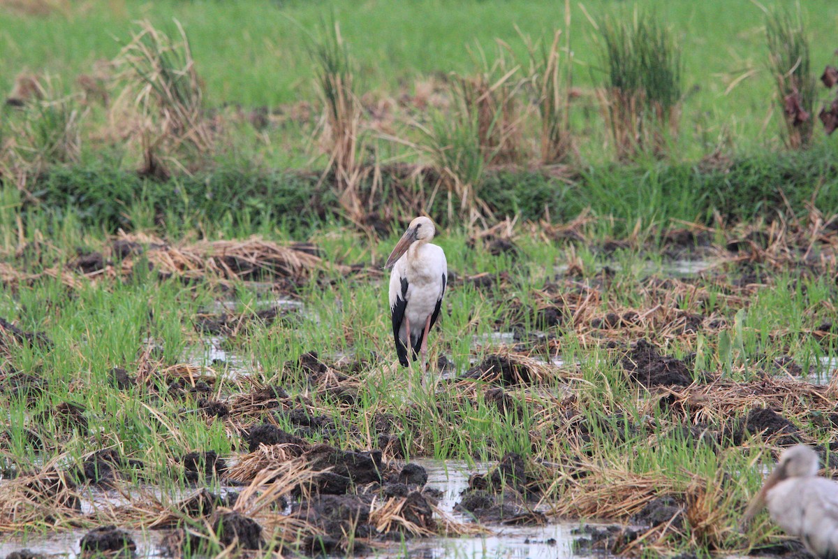 Asian Openbill - ML618474949