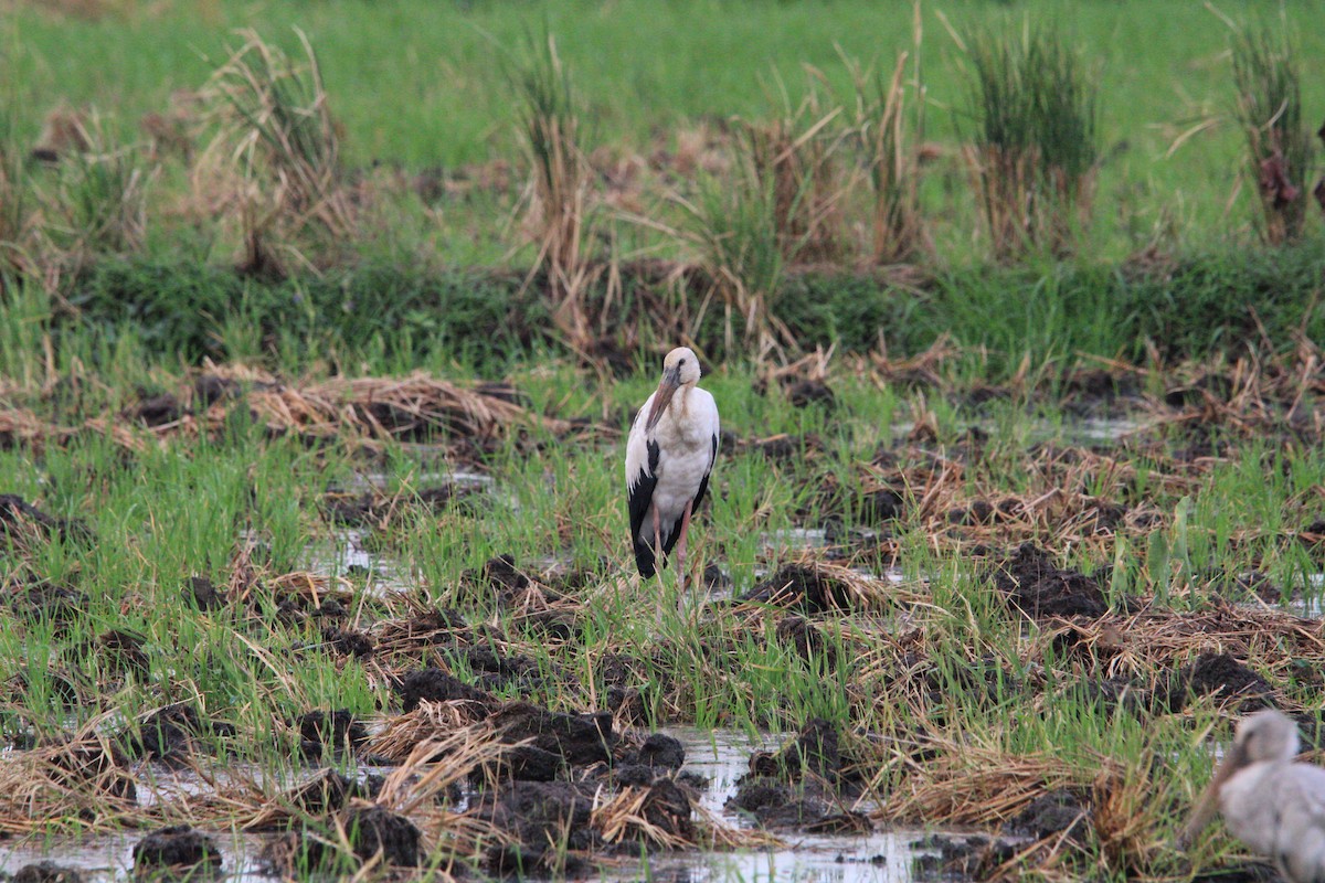 Asian Openbill - ML618474950