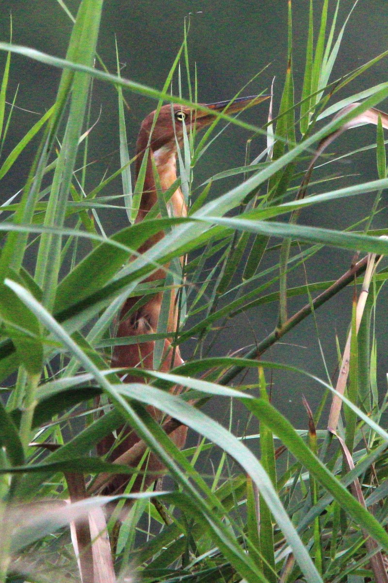 Cinnamon Bittern - ML618474953