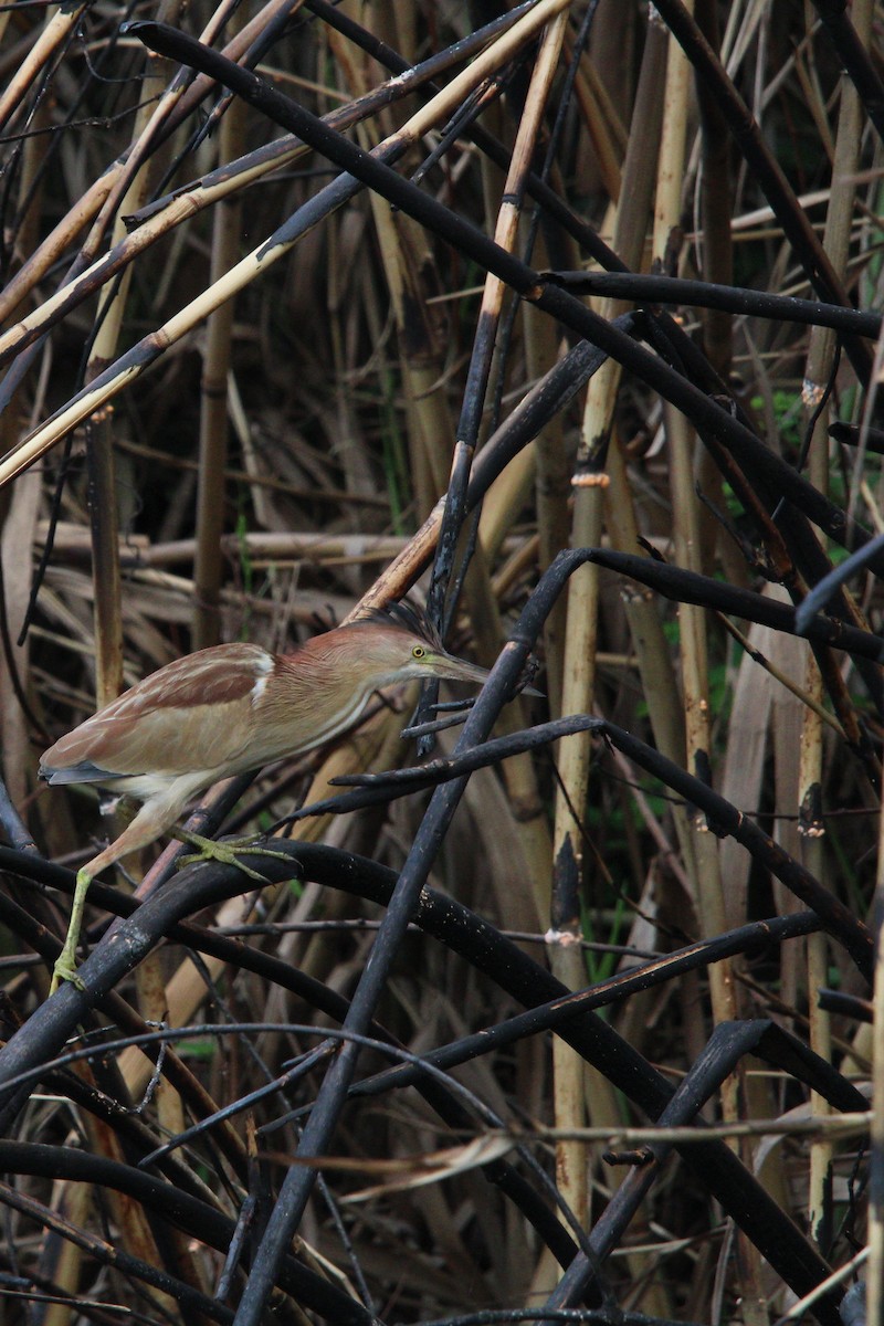 Yellow Bittern - ML618474956