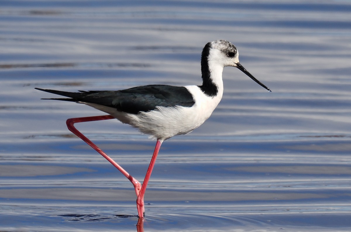 Pied Stilt - Ken Glasson