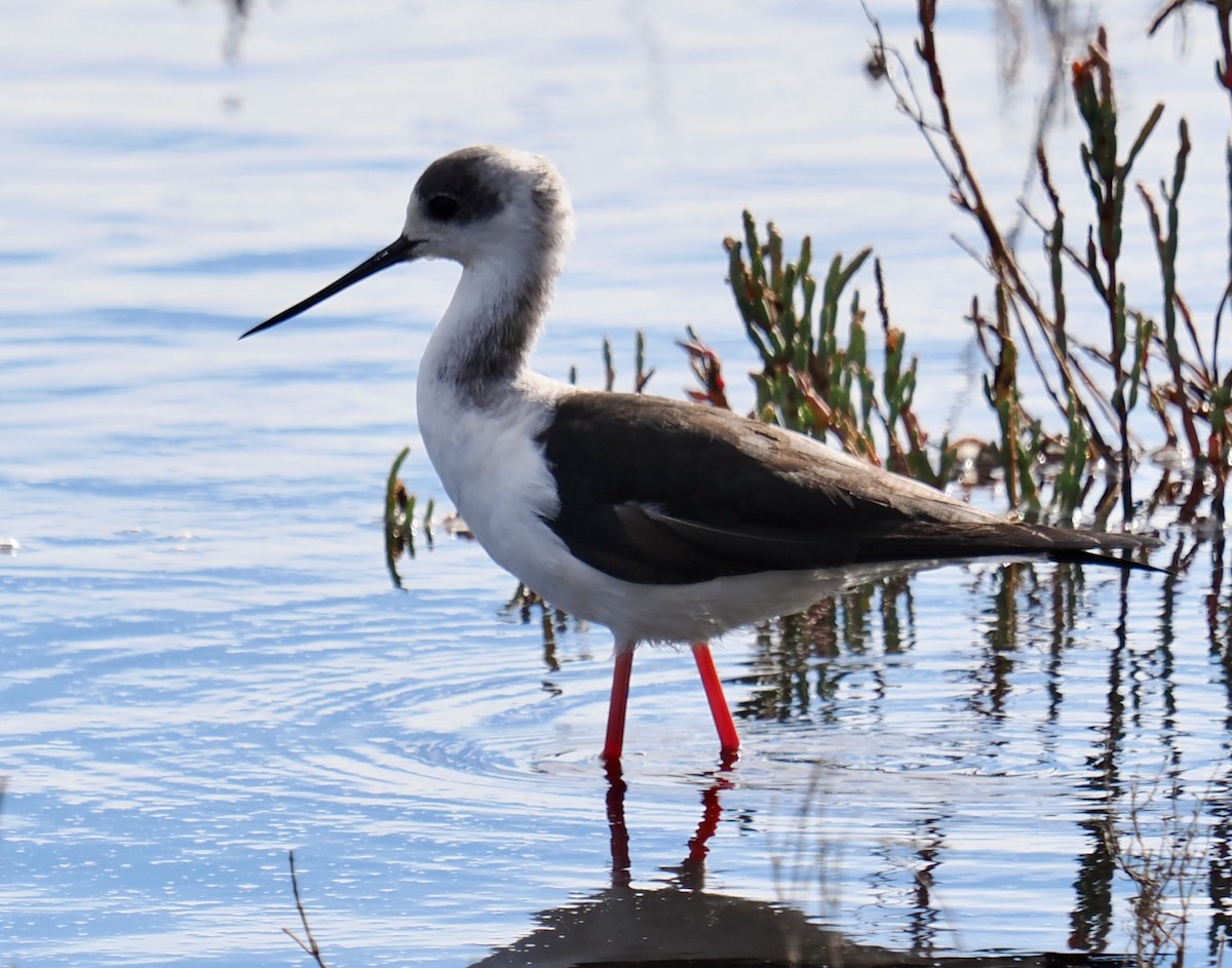 Pied Stilt - Ken Glasson