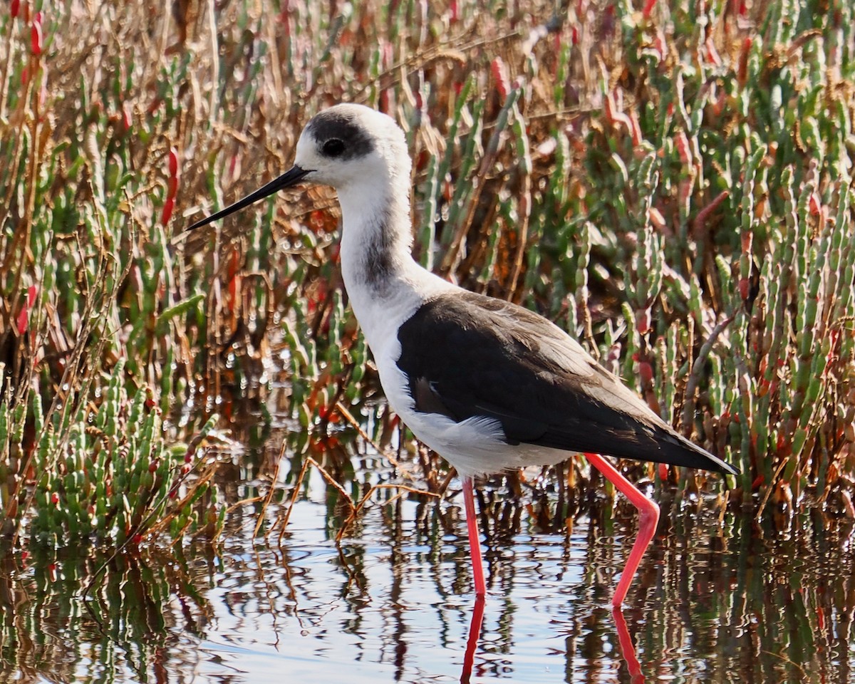 Pied Stilt - Ken Glasson