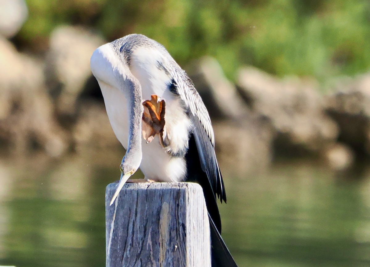 Anhinga d'Australie - ML618474968