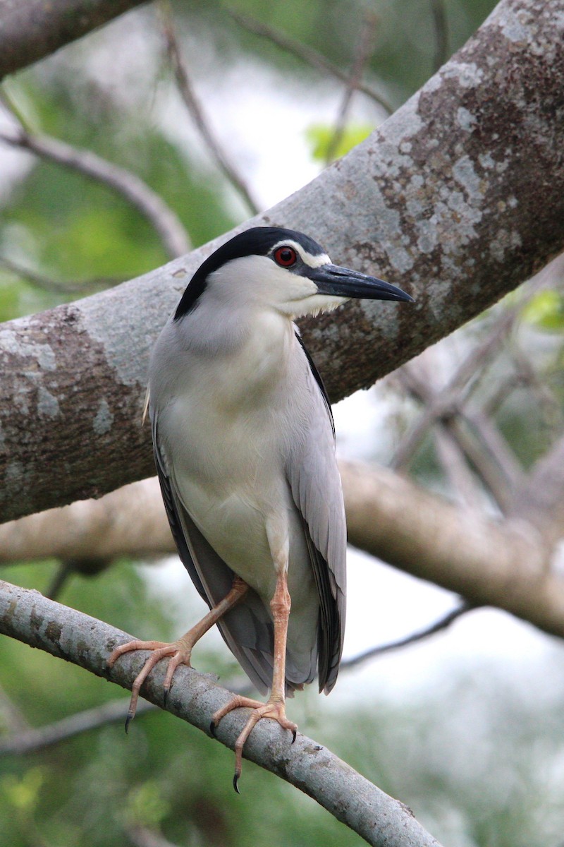 Black-crowned Night Heron - ML618474973