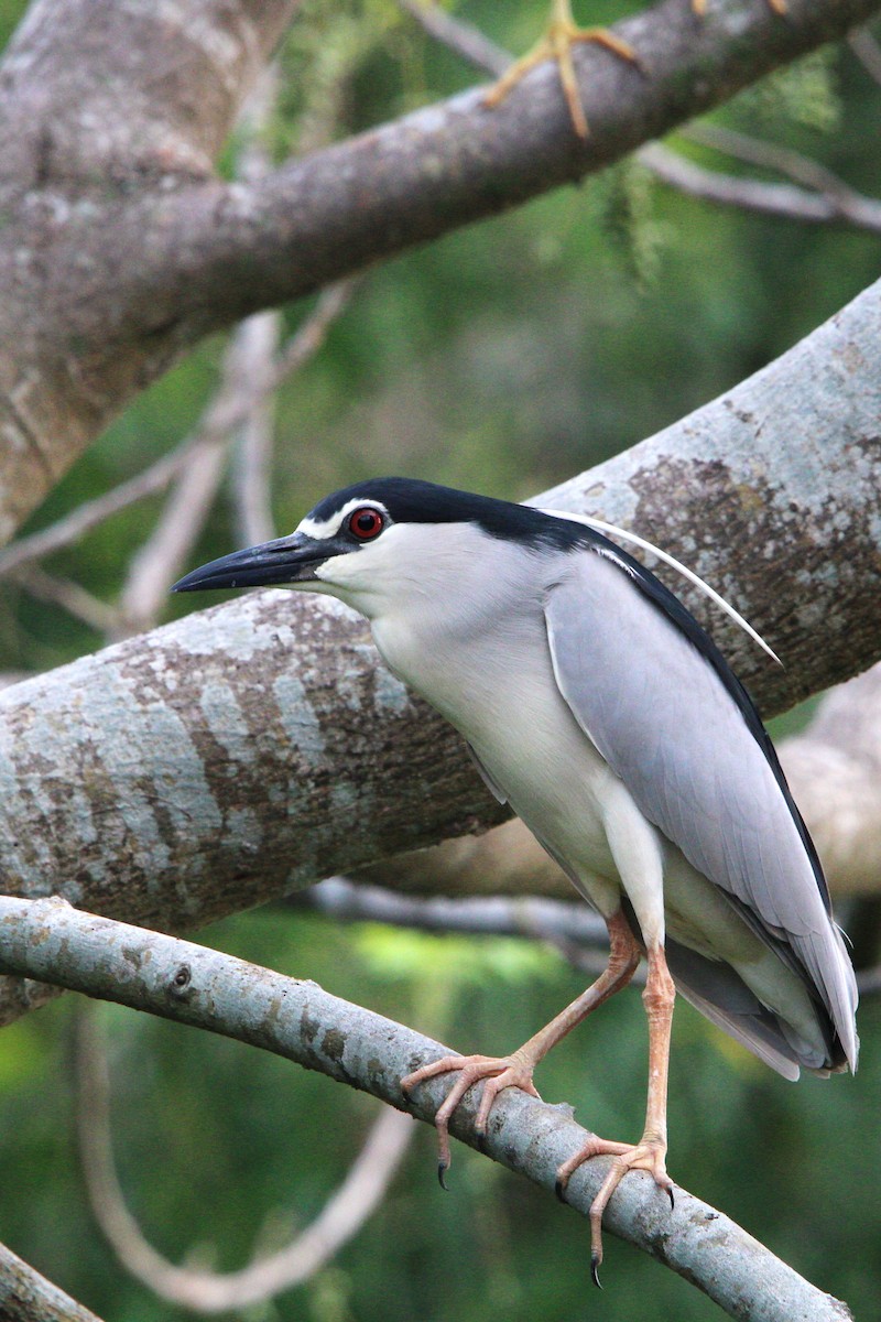 Black-crowned Night Heron - Sharimon A