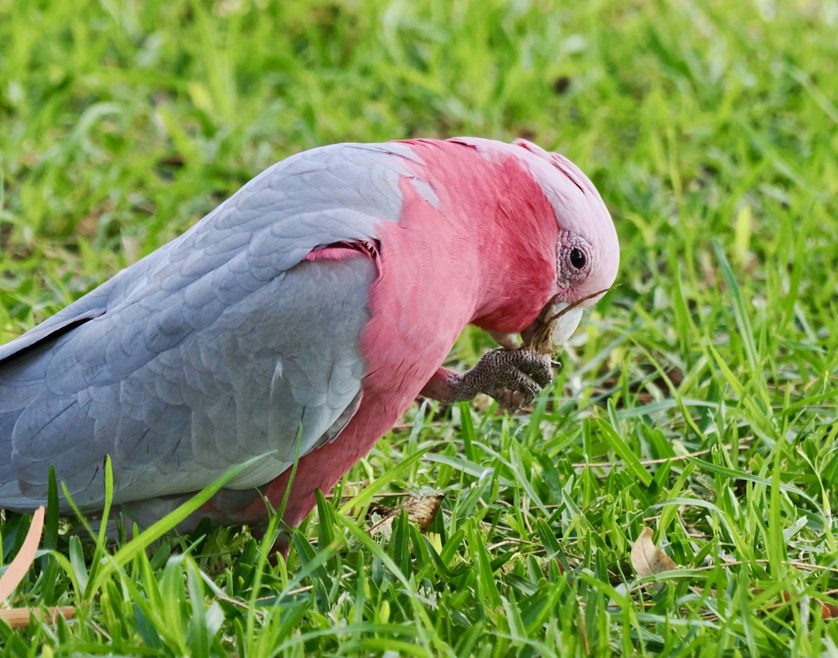 Galah - Ken Glasson