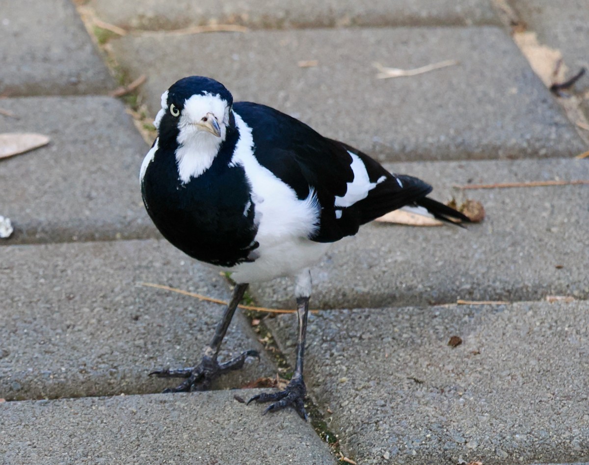 Magpie-lark - Ken Glasson