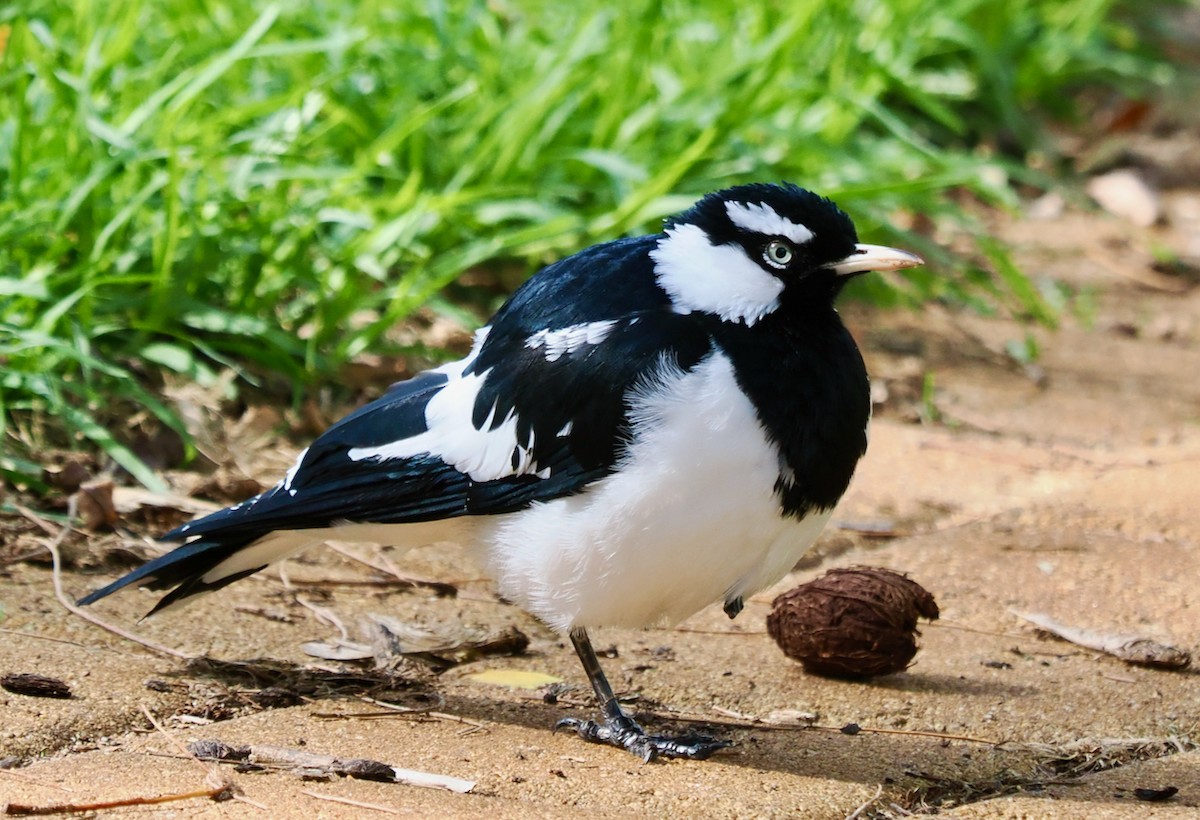 Magpie-lark - Ken Glasson