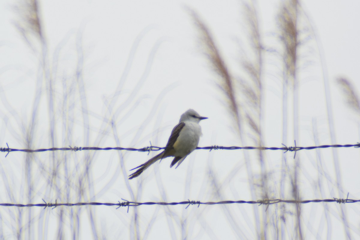 Scissor-tailed Flycatcher - ML618474998